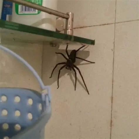 家中蜘蛛 收費不斐